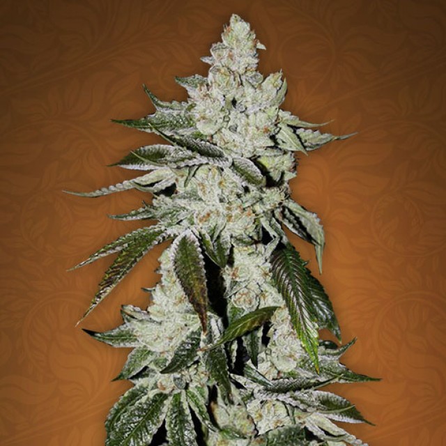 Girls Scout Cookies Feminised Silver